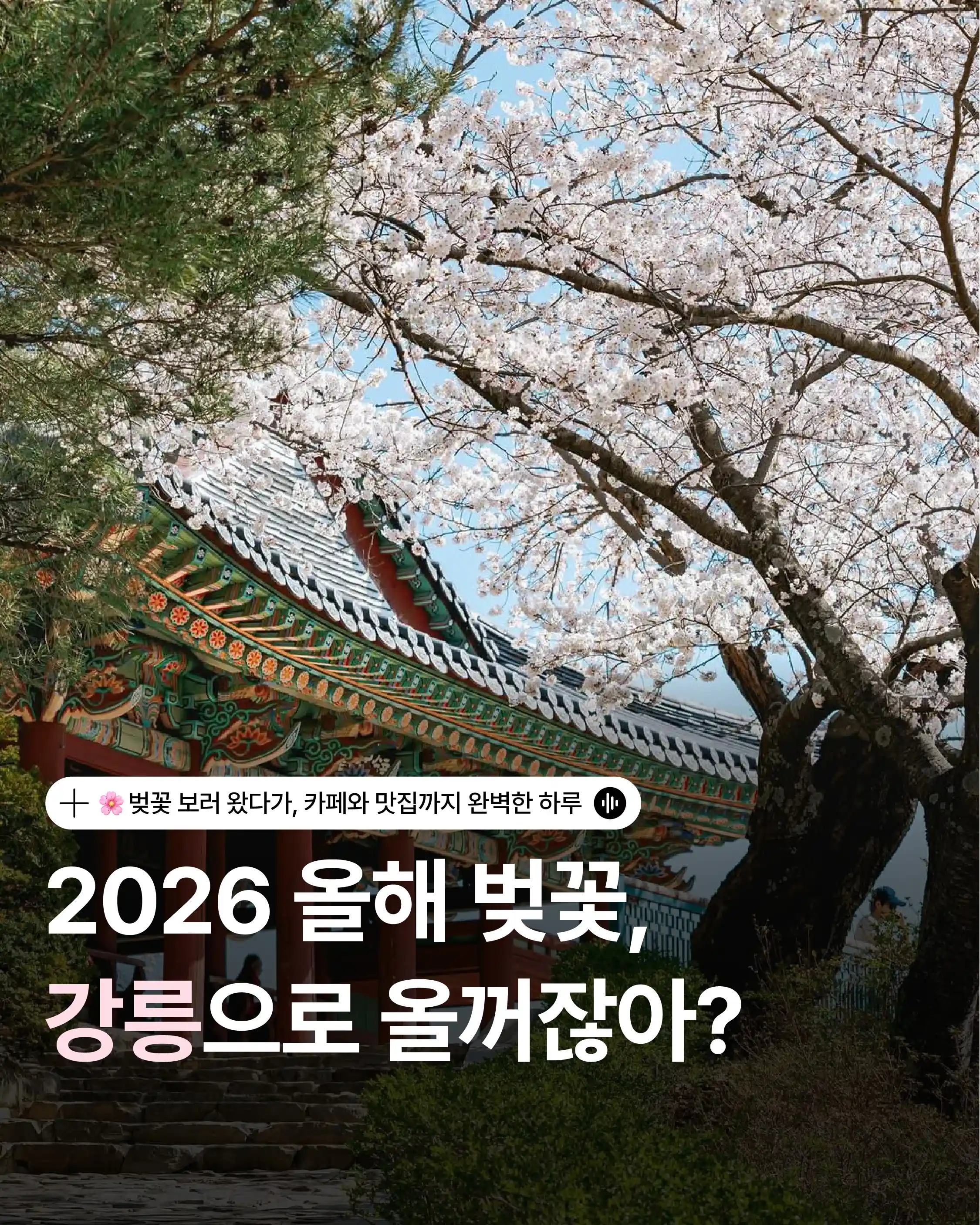 2026 강릉 벚꽃